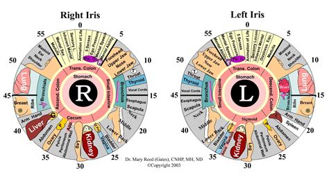 eye reflexology chart 10 pcs free downlaod | iriscope | iridology ...