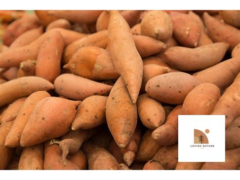 How To Tell If Your Sweet Potatoes Are Bad Tips For Checking Quality