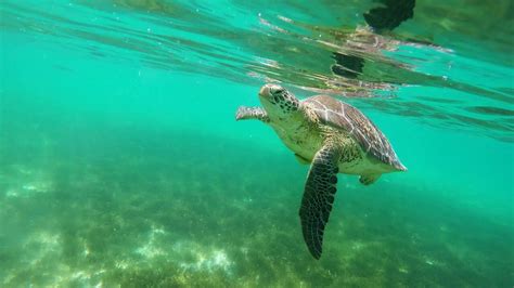 Where can you swim with turtles in Cancun? | Cancun Snorkeling