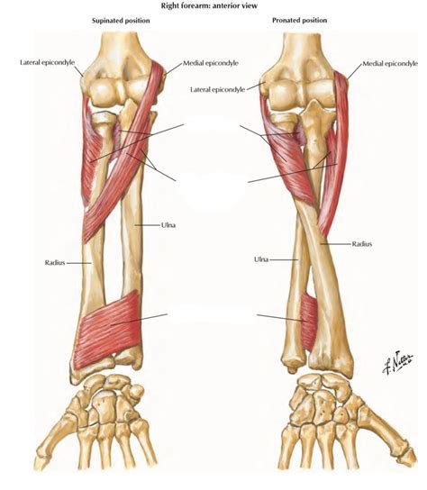 Myo Pronators Supinators Of The Forearm Diagram Quizlet