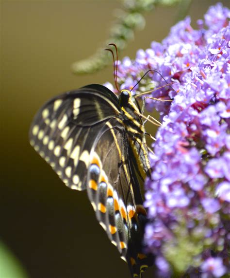Palamedes Swallowtail drinking butterfly bush nectar with proboscis