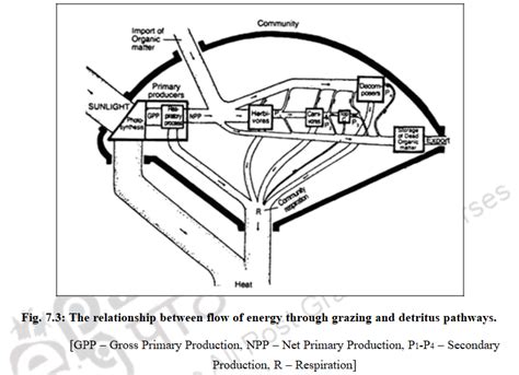 Energy Flow in Ecosystem: Energy Flow Models – Ecosystem structures ...