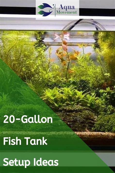 20 Gallon Fish Tank Setup Ideas | Aqua Movement