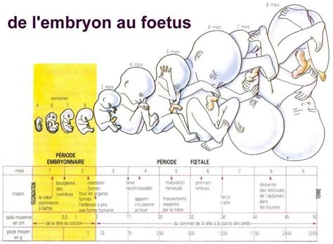 Evolution De Bebe Pendant La Grossesse Carabiens Le Forum