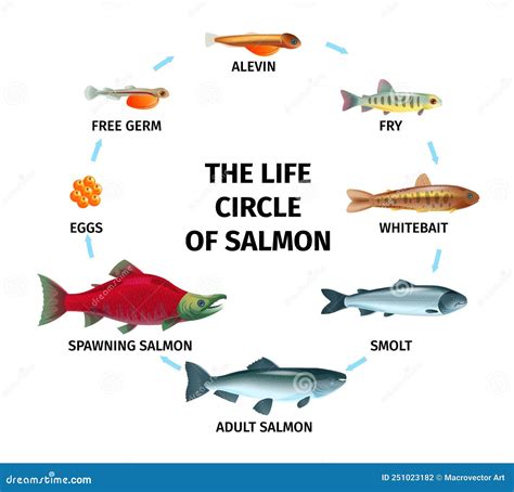 Salmon Life Cycle Infographics Cartoon Vector CartoonDealer