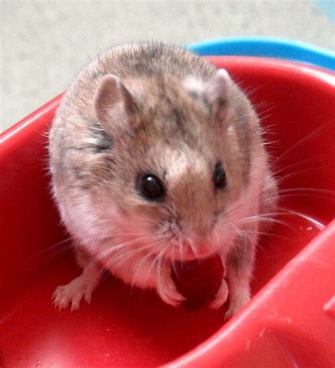 Chinese dwarf hamster | Hamster, Dwarf hamster, Chinese dwarf hamster