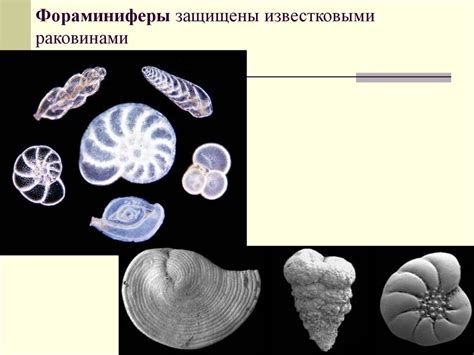 Скелетная система - презентация онлайн