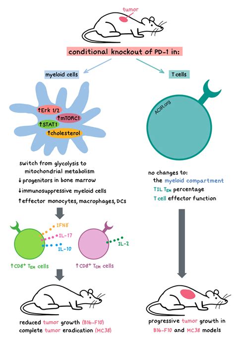 PD 1 In Myeloid Cells Prevents Tumor Control