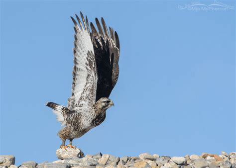 Adult Male Rough Legged Hawk Lifting Off With Its Feet Still On A Rock