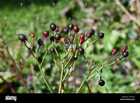 Dry Haws Hi Res Stock Photography And Images Alamy