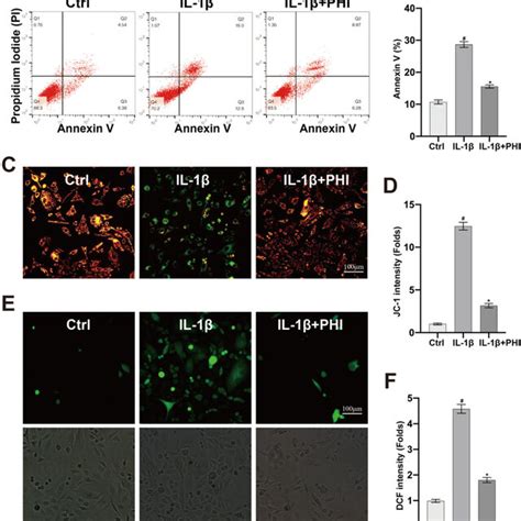 Effect Of Phi M On Chondrocyte Apoptosis And Ros Production