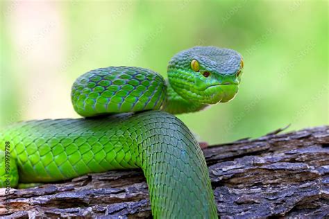 White Lipped Island Pit Viper Snake Trimeresurus Insularis Venomous