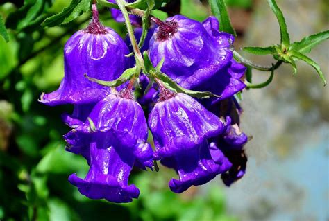 Розовый Колокольчик Цветок Фото – Telegraph