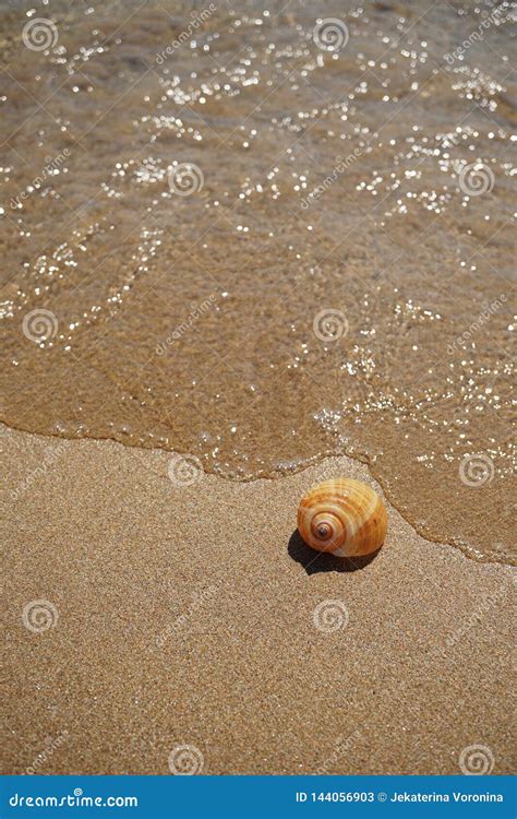 Shell Lying On The Sand By The Sea Stock Image Image Of Memories