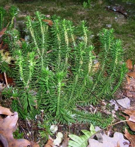 Shining Club Moss