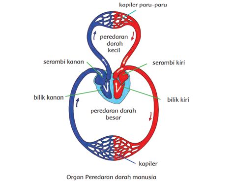 Fungsi Sistem Peredaran Darah Manusia Homecare24