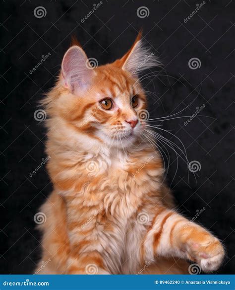 Adorable Red Solid Maine Coon Kitten with Beautiful Brushes on T Stock Photo - Image of ...