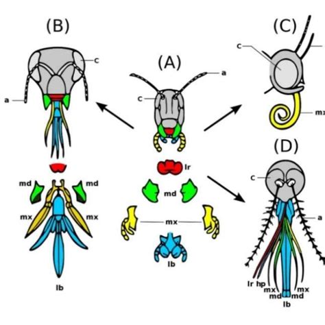 Aparatos Bucales