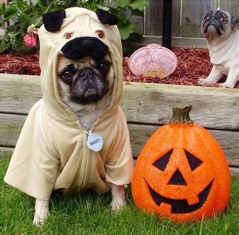 Cute Halloween Pug Costume - Halloween Photo (33902779) - Fanpop