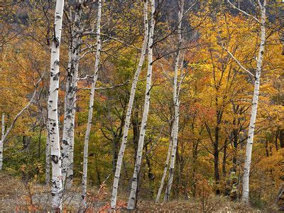 Paper birch | Tree, Leaf, Bark, Scientific Name, & Facts | Britannica