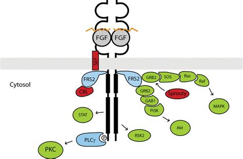 Intracellular Signalling Pathways Downstream Of Fgfrs After Download Scientific Diagram