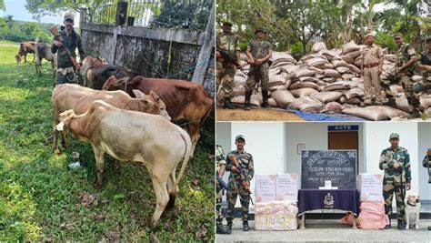 Bsf Meghalaya Seizes Cattle Sugar And Cosmetic Items Along India