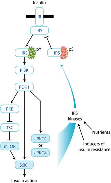 Ser Thr Phosphorylation Of Irs Proteins A Molecular Basis For Insulin