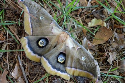 Closeup of a Polyphemus Silk Moth in the Grass Stock Image - Image of ...