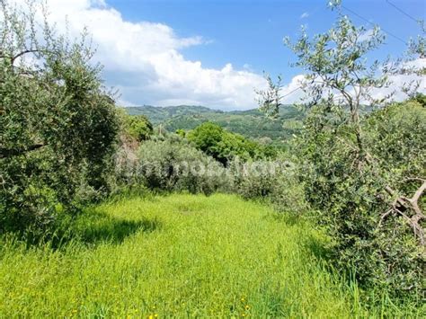 Terreno Agricolo Via Del Pino Pieve A Nievole Rif 96018862