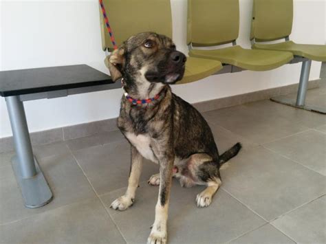 Tarzan Perro Adoptado En Orihuela Alicante Bamb Difunde