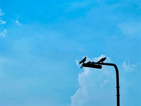 Two Birds on Electricity Pole and Blue Sky Stock Image - Image of wing ...