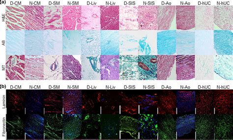 Characterization Of Decellularized Tissues A Histological Analysis