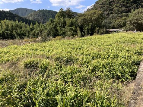 高知土佐四万十黄生姜 15kg 【栽培時農薬不使用・化学肥料不使用】：高知県産のその他薬味・スパイス｜食べチョク｜産地直送産直お取り寄せ