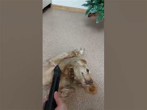 собака любит пылесос😅 - YouTube