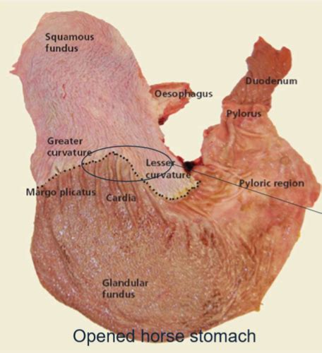 Equine GI Anatomy Physiology Flashcards Quizlet