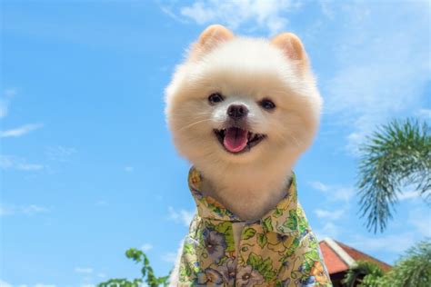 Teddy Bear Pomeranian: A Guide to This Cute Teddy Bear Dog