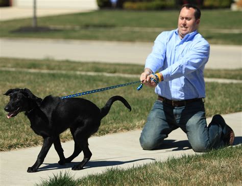 How To Leash Train A Dog Zencrate