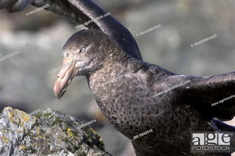 Southern Giant Petrel Macronectes Giganteus Macquarie Island