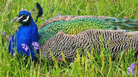 Nature Le Paon Bleu Pavo Cristatus Et Arlequin Un Oiseau Arc En