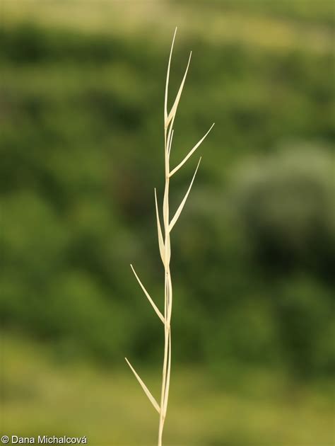 Stipa Pulcherrima Kavyl Sli N Pladias Datab Ze Esk Fl Ry A Vegetace