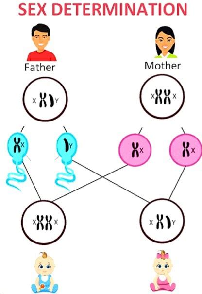 Sex Determination In Human Beings