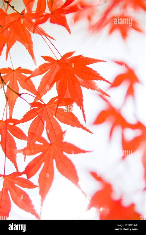 Red Maple Tree Leaves Stock Photo - Alamy