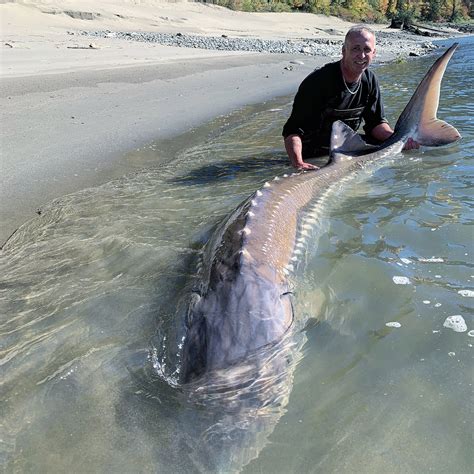 Sturgeon Fishing In British Columbia Sturgeon Slayers