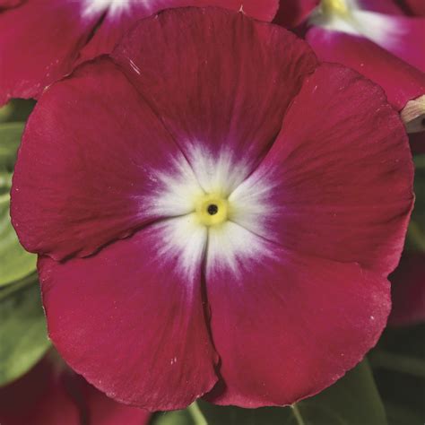 Vinca Rosea Red