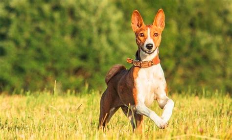 Basenji Corgi Mix: Everything You Need to Know - Farewell Pet Care