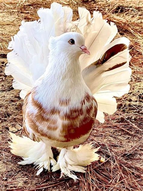 Here Are 20 Of The World S Most Elegant And Beautiful Breed Of Pigeons