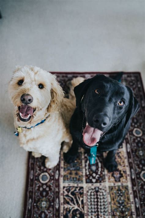 Alimentos Que No Debes Darle A Tu Perro ¡atención