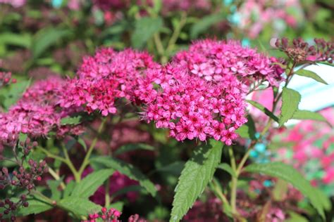 Spiraea Japonica Anthony Waterer Zeelandplant