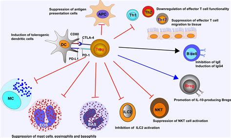 Frontiers Regulatory T Cells A Viable Target Against Airway Allergic