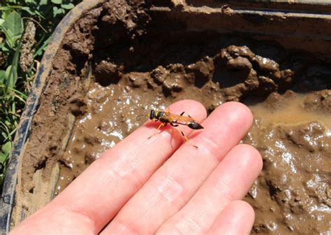 Welcoming Mud Dauber Wasps into the Garden | The World's Best Gardening Blog